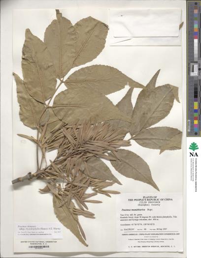 Click for 1 image(s) for this accession. SHOOT